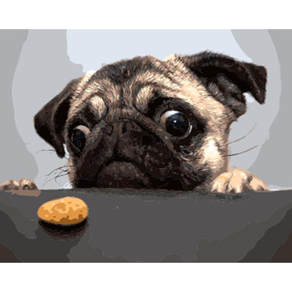 Funny Pug Animal